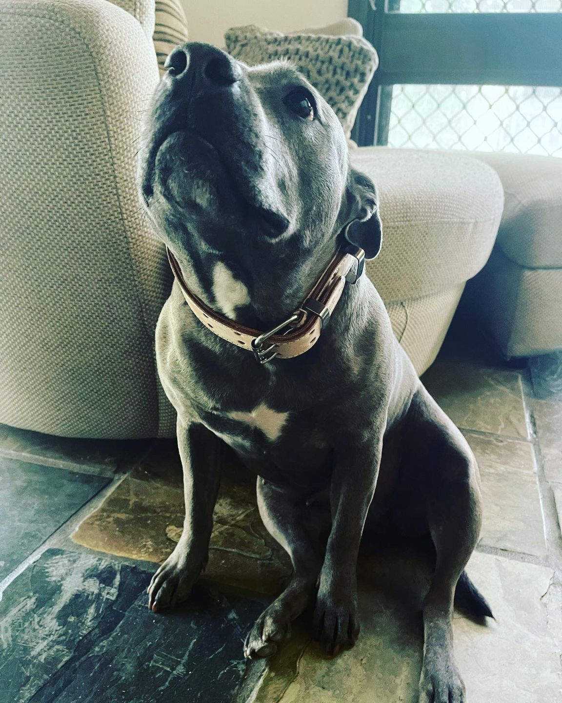 Customer photo review of Hand Made Leather Dog Collar - Classic Buckskin (Wide Fit)