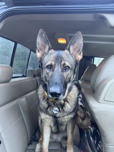 Customer photo review of Explorer Silicone