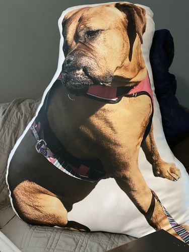Customer photo review of Create A Custom Dog Pillow