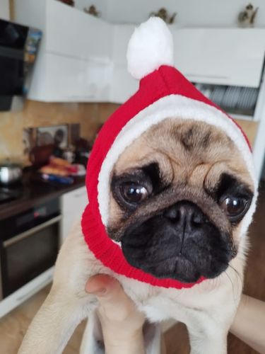 Customer photo review of Stylish Pet woollen Hat