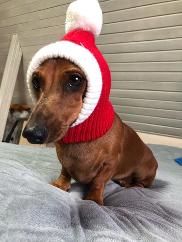 Customer photo review of Stylish Pet woollen Hat