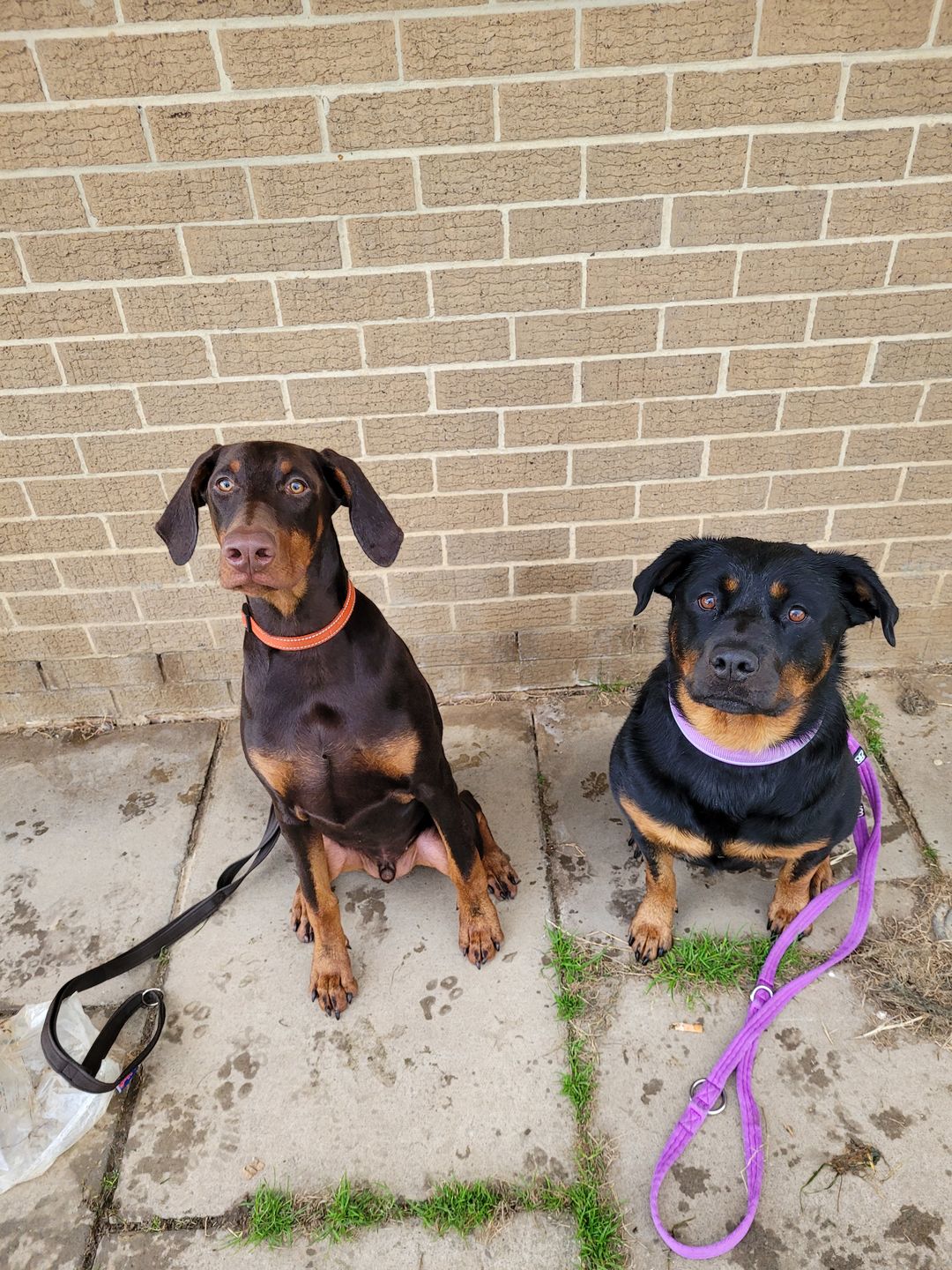 Customer photo review of Double Ended Training Lead | All Breeds - Durable & Soft 2m Lead - Purple