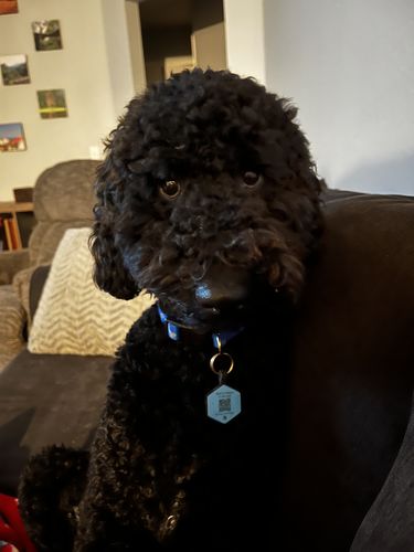 Customer photo review of Blue Silicone