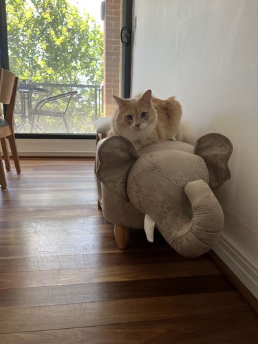 Customer photo review of 2-in-1 Foot Stool & Cat House