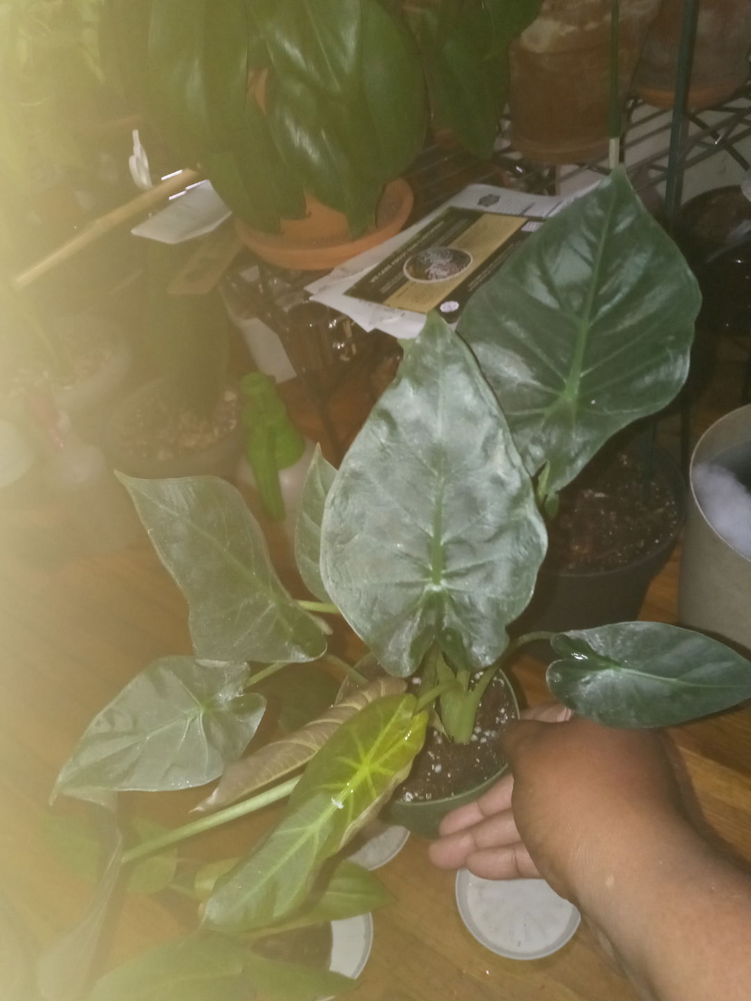 Customer photo review of 4" Alocasia 'Regal Shields'