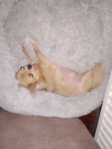 Customer photo review of Puppery Hundebett Wolke 7 - Das Original