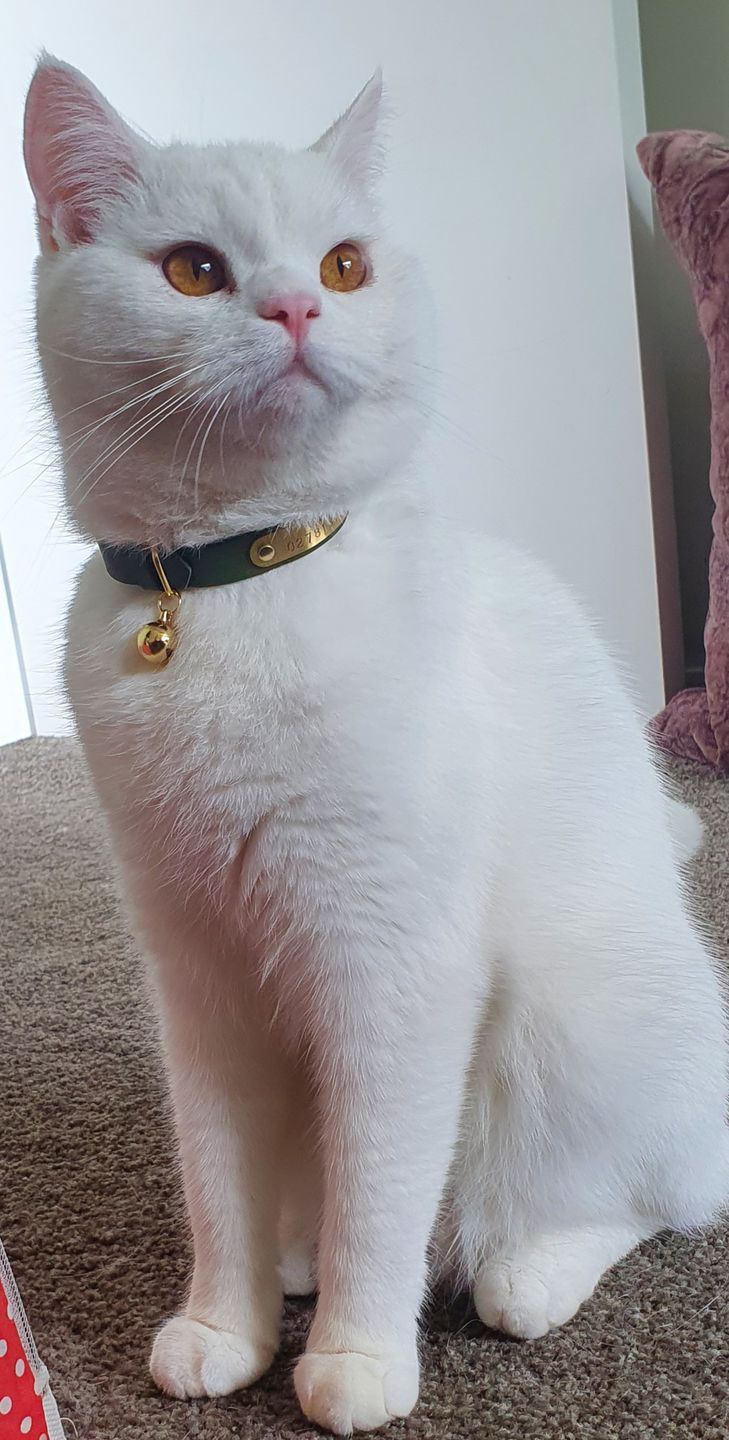 Customer photo review of Leather Cat Collar with Nameplate - Custom Sized