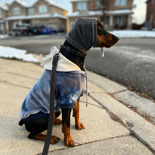Customer photo review of Vintage Navy Sky Dye Dog Hoodie