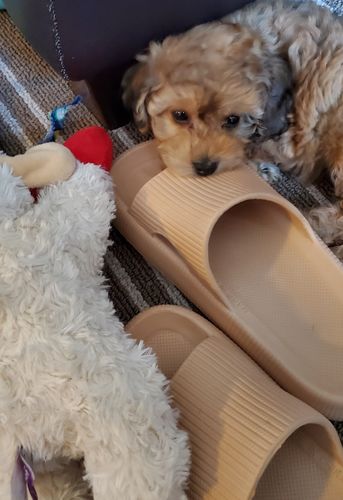 Customer photo review of Original Cushion Slides - Cloud Slides