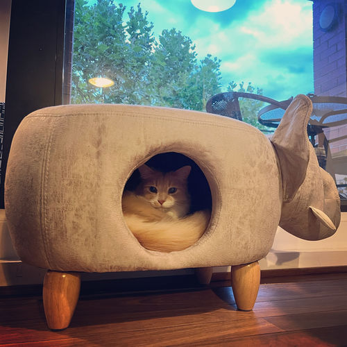 Customer photo review of 2-in-1 Foot Stool & Cat House