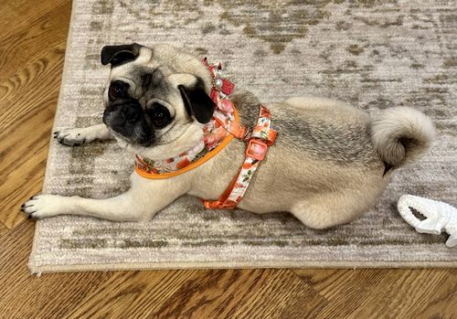 Customer photo review of Dog harness set - watercolor autumn