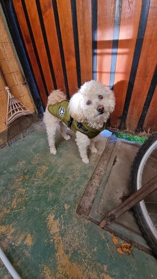 Customer photo review of Manteau pour chien réchauffant et imperméable