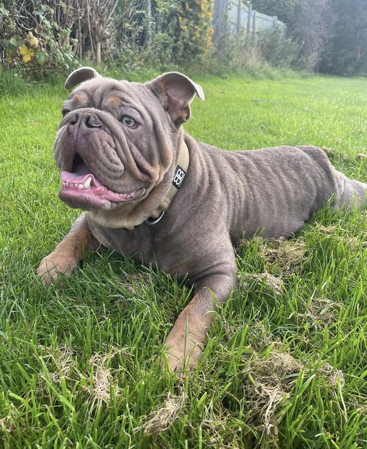 Customer photo review of 4cm Combat® Collar | Rated Clip - NO HANDLE - Military Tan v2.0