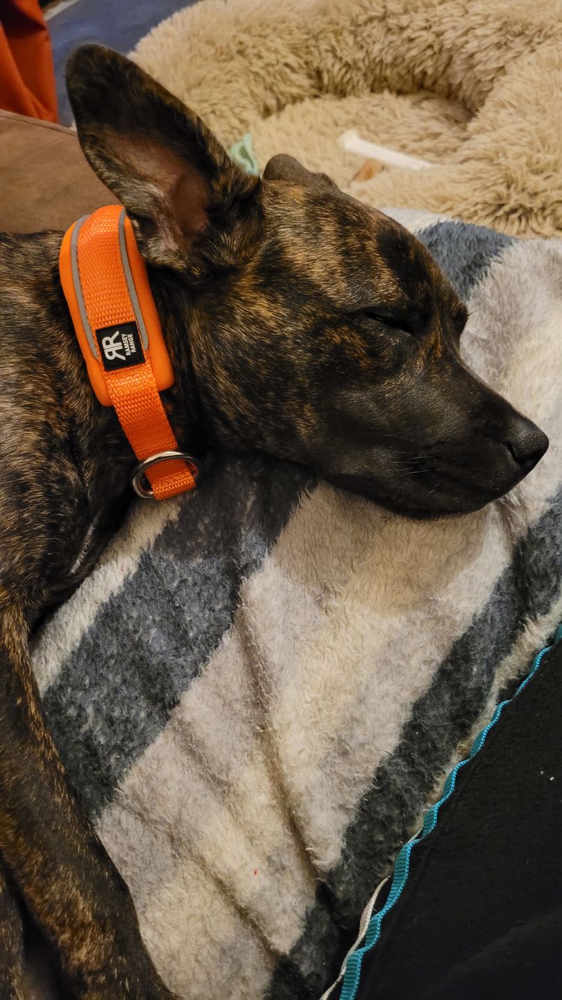 Customer photo review of 3cm Slip on Collar | Soft Padded & Reflective - Orange v2.0