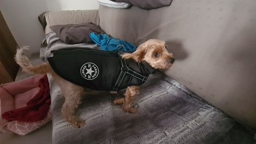 Customer photo review of Manteau pour chien réchauffant et imperméable