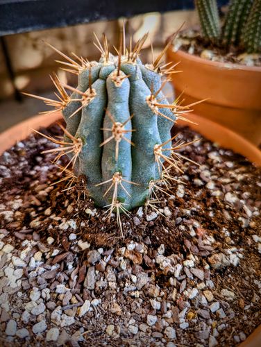 Customer photo review of Blue Cereus | Browningia hertlingiana