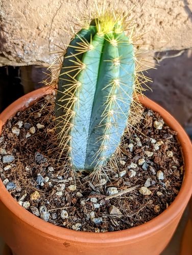 Customer photo review of Blue Torch Cactus | Pilosocereus Pachycladus