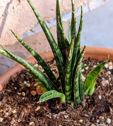 Customer photo review of Fernwood Snake Plant | Sansevieria Fernwood 'Mikado'