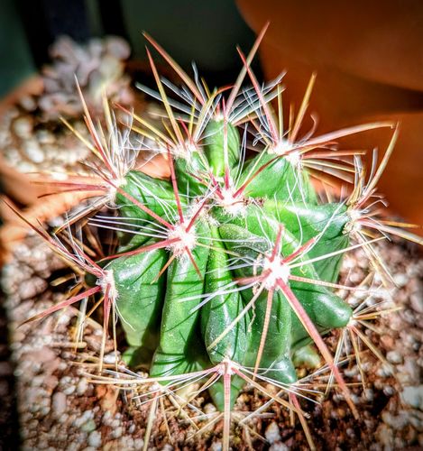Customer photo review of Fire Barrel Cactus | Ferocactus gracilis