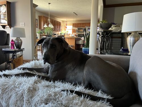 Customer photo review of Positive Pet™ Dog Training Collar