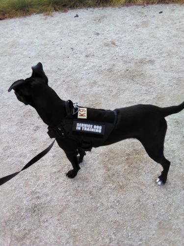 Customer photo review of 10-In-1 Tactical K9 Harness System - Full Set Dog Harness Bundle (Includes: Tactical No-Pull Dog Harness + Bungee Leash + Collar + MOLLE Pouches + First Aid Kit + 12 Hook & Loop Patches + Dog Goggles + Safety Belt + Travel Water Bowl + Dog Waste Bags)