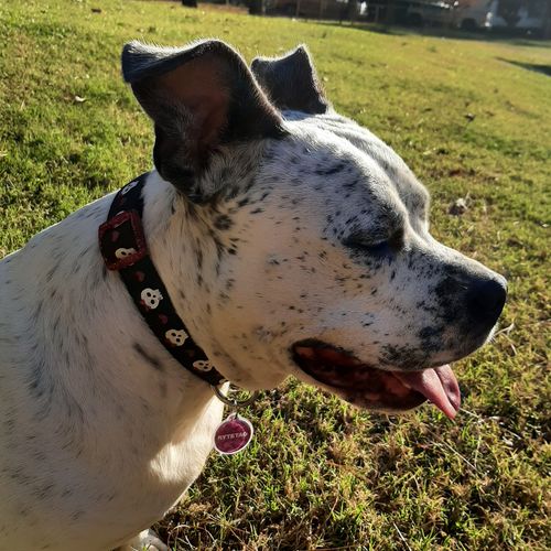 Customer photo review of Woof Pack