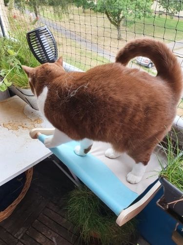 Customer photo review of Cat Hanging Bed