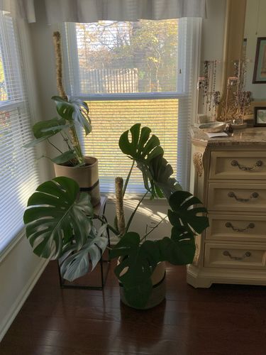 Customer photo of The Original Bendable Moss Pole™ - Best Seller (Pins Included) from Kathy S.