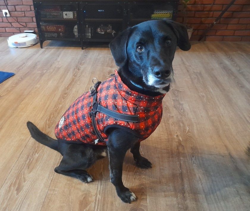 Customer photo review of Manteau pour chien réchauffant et imperméable