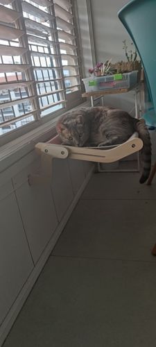 Customer photo review of Cat Hanging Bed