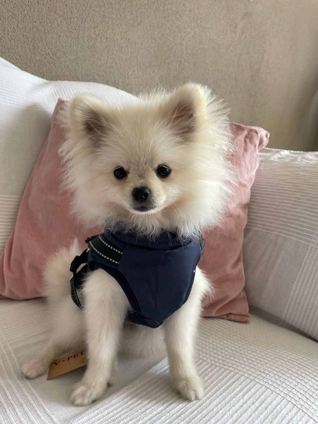 Customer photo review of Manteau pour chien réchauffant et imperméable