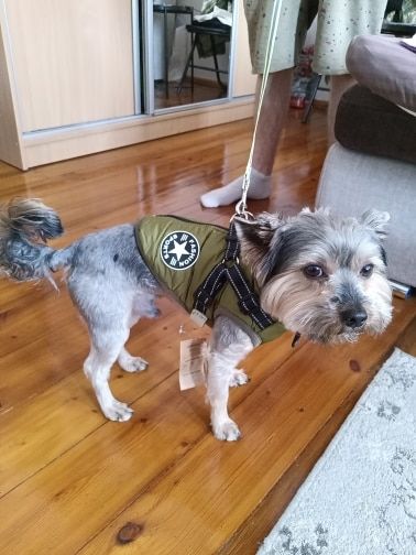Customer photo review of Manteau pour chien réchauffant et imperméable