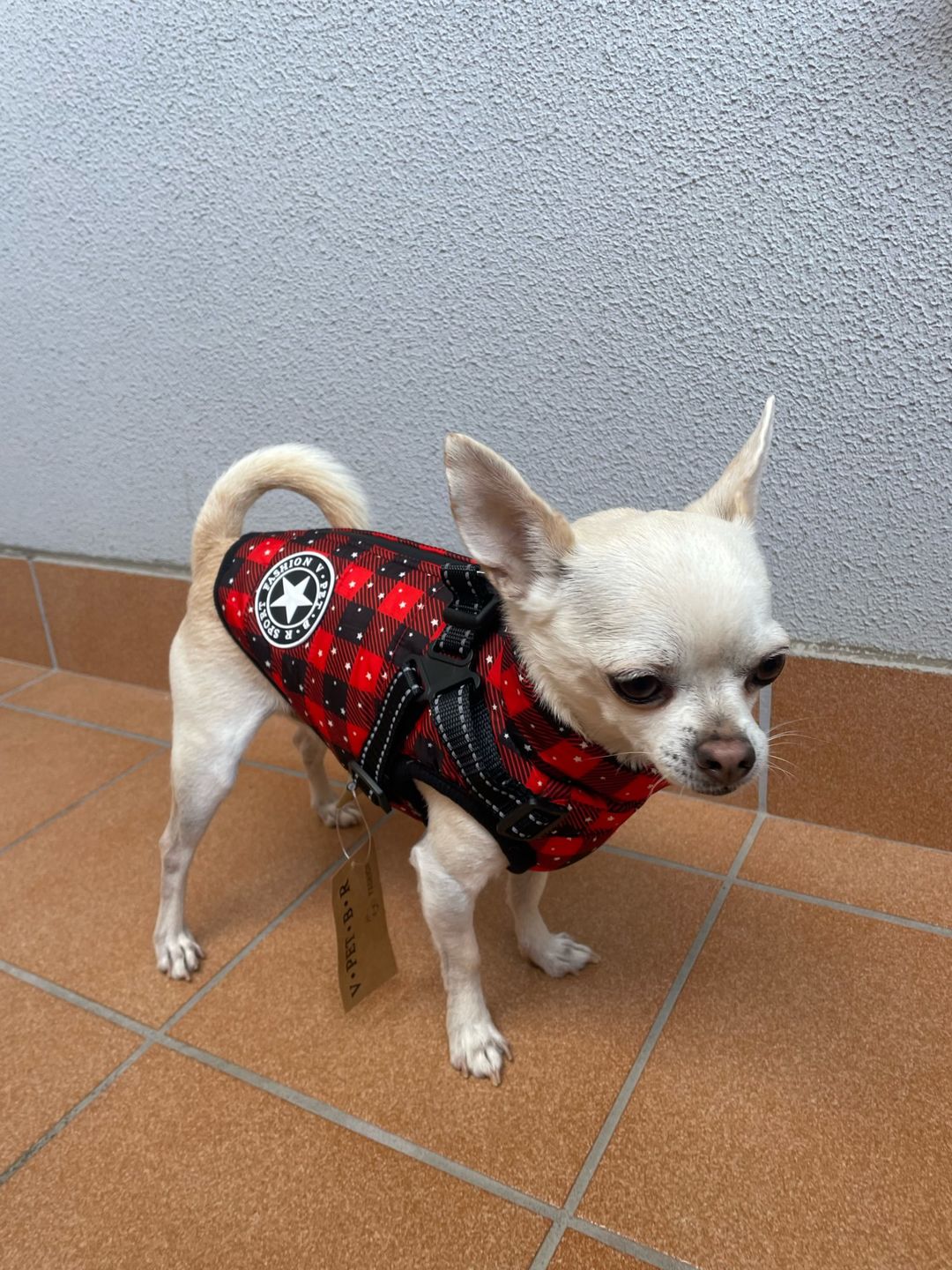 Customer photo review of Manteau pour chien réchauffant et imperméable