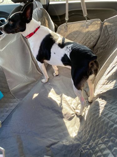 Customer photo review of Waterproof Non-Slip Car Seat Hammock Cover With Pockets, Side Flaps, Headrest Straps, Seat-Anchors, & Mesh Window (+FREE SAFETY BELT!)