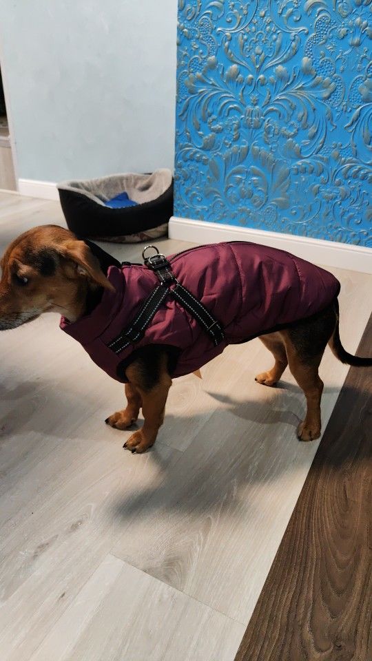 Customer photo review of Manteau pour chien réchauffant et imperméable