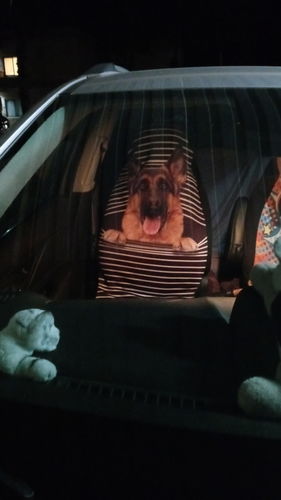Customer photo review of German Shepherd Car Seat Covers Custom German Shepherd Car Accessories For Dog Lovers