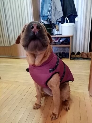 Customer photo review of Manteau pour chien réchauffant et imperméable