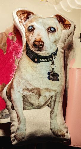 Customer photo review of Create A Custom Animal Pillow
