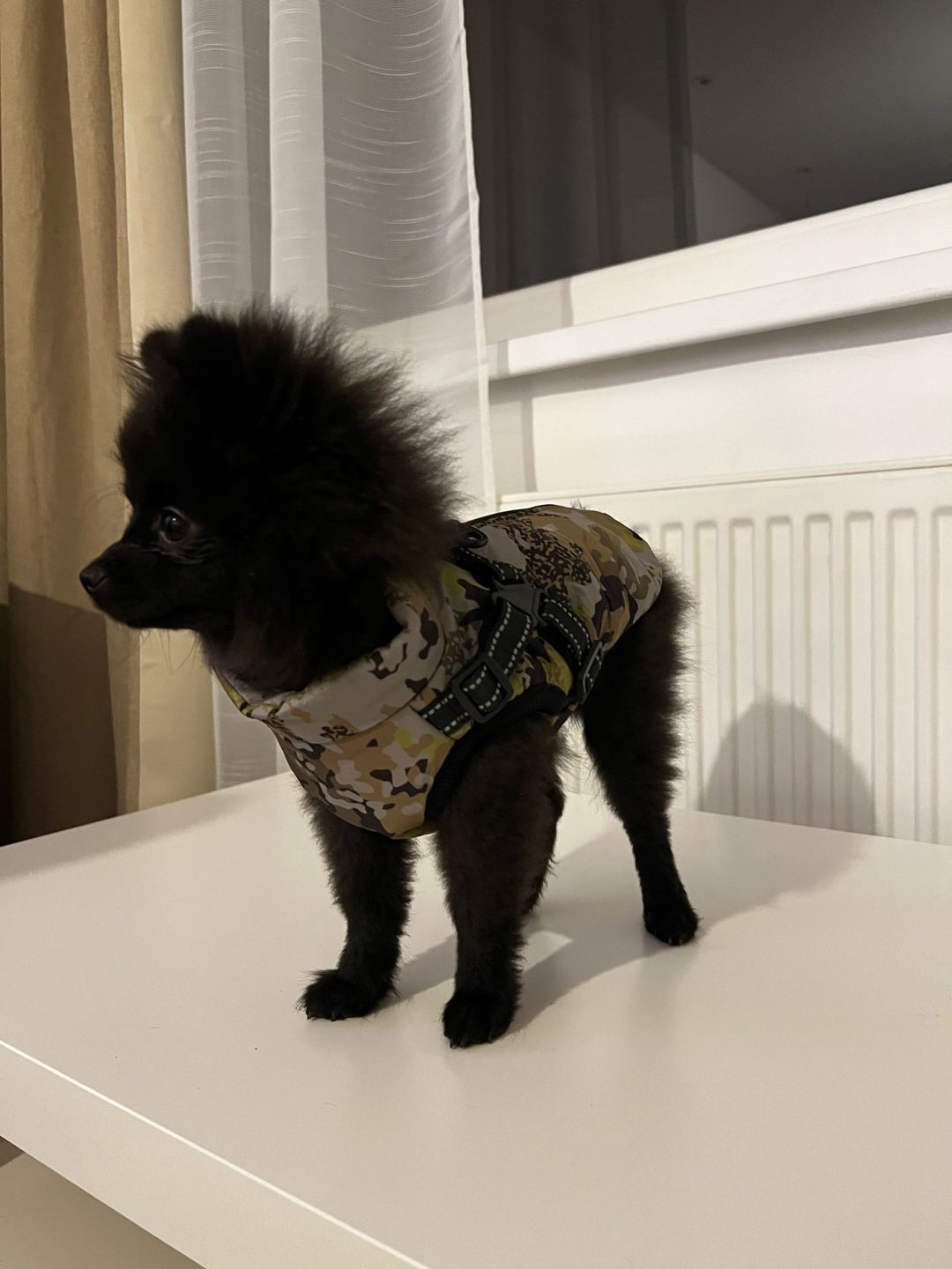 Customer photo review of Manteau pour chien réchauffant et imperméable