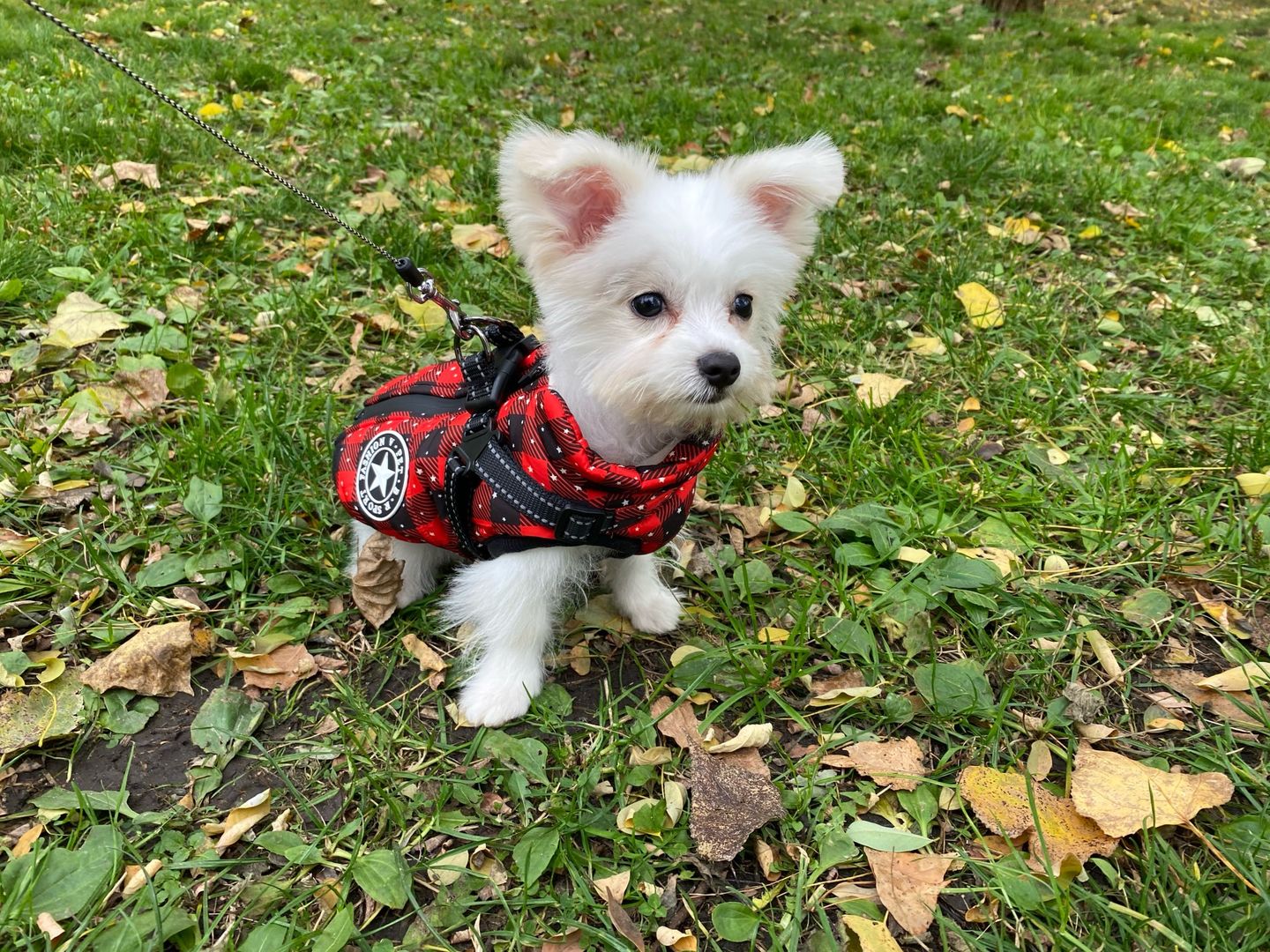 Customer photo review of Manteau pour chien réchauffant et imperméable