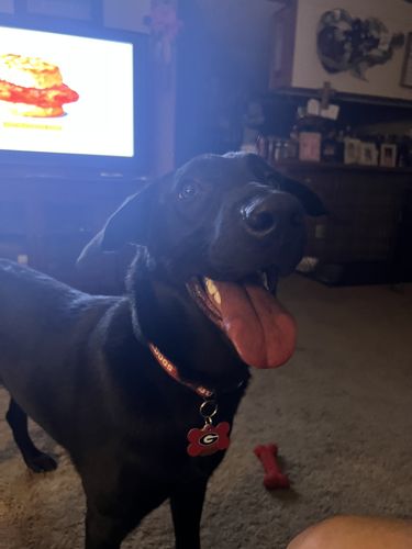 Customer photo review of Woof Pack