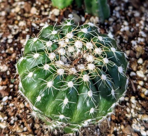 Customer photo review of Parodia Werneri | Notocactus Uebelmannianus