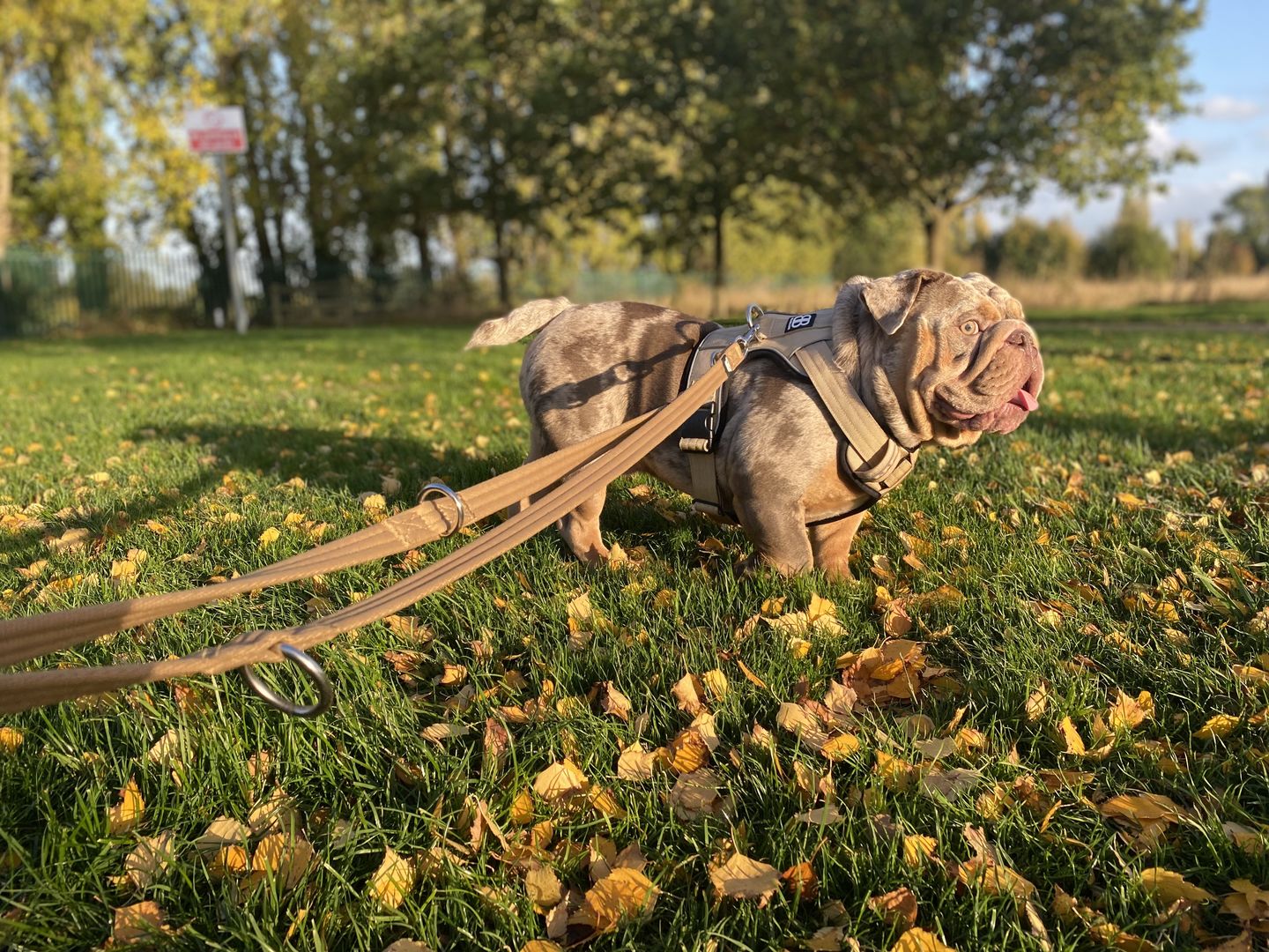 Customer photo review of Double Ended Training Lead | All Breeds - Durable & Soft 2m Lead - Military Tan