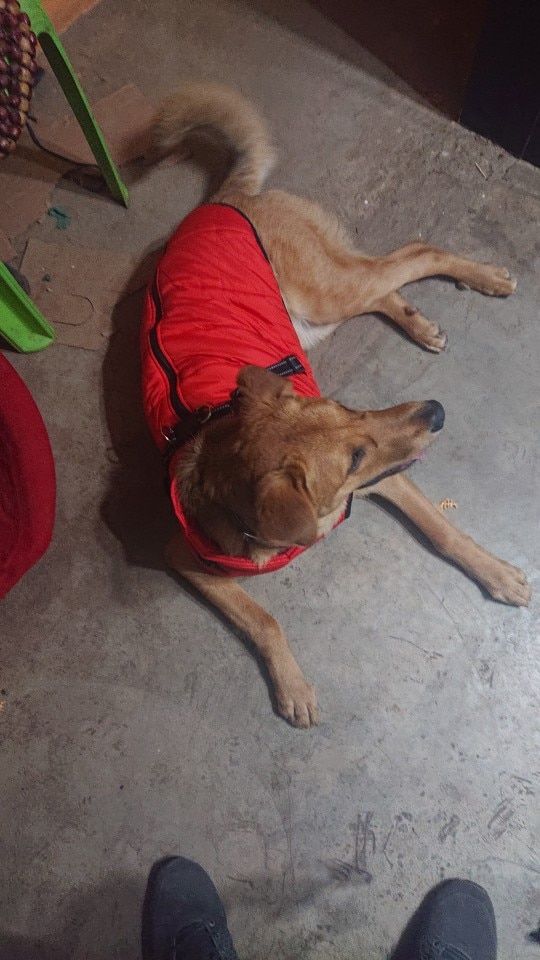 Customer photo review of Manteau pour chien réchauffant et imperméable