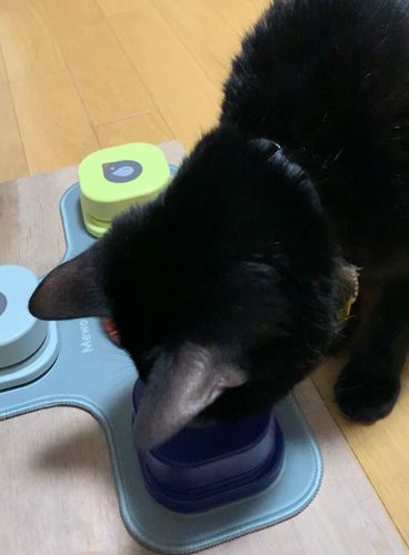 Customer photo review of Recordable Buttons for Pet Talking Training Buzzer