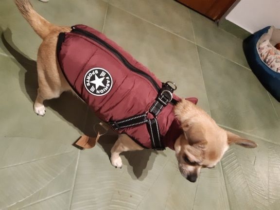 Customer photo review of Manteau pour chien réchauffant et imperméable