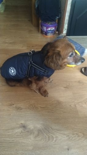 Customer photo review of Manteau pour chien réchauffant et imperméable