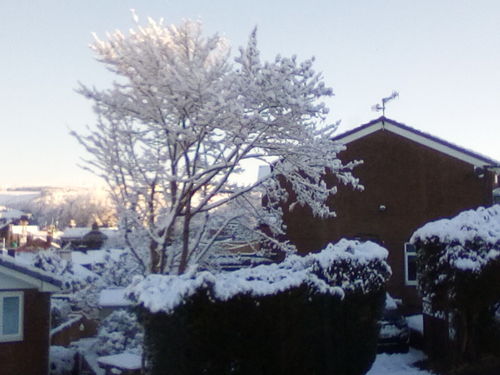 Customer photo review of Sugar Free Bears