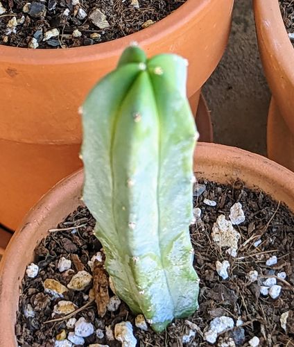 Customer photo review of Blue Candle Cactus | Myrtillocactus Geometrizans