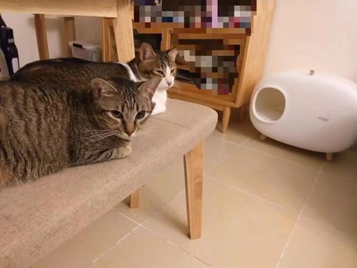 Customer photo review of Makesure Modern Cat Litter Box And Tray